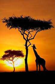 Find the perfect african sunset stock photo. 160 Sunsets In Africa Ideas Nature Africa Sunset