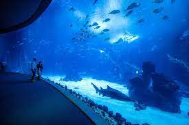 ticket naar poema del mar aquarium en