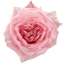 David Austin Roses Rose Care