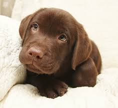 If you are unable to find your labrador retriever puppy in our puppy for sale or dog for sale sections, please consider looking thru thousands of labrador retriever dogs for adoption. Lab Breeders Near Me Cheap Online