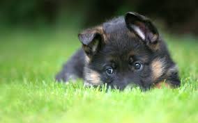 german shepherd puppy wallpapers