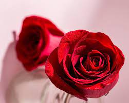 romantic rose images free on