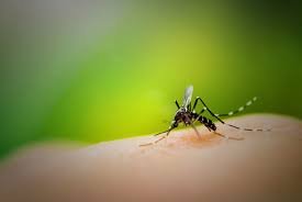 prevent mosquito and tick bites swift