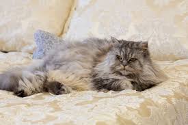 Grey Fluffy Scottish Highland Cat