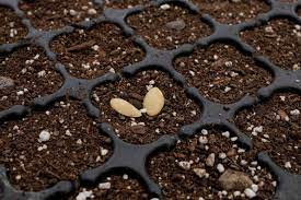 how to grow ernut squash