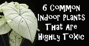 Indoor Plants That Are Highly Toxic