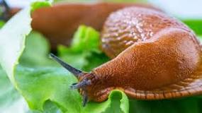 what-home-remedy-gets-rid-of-slugs
