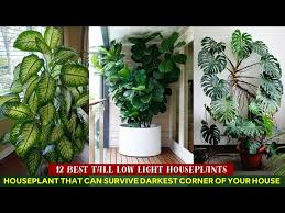 Light Houseplants Indoorplants