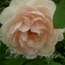 rosa the generous gardener kwekerij