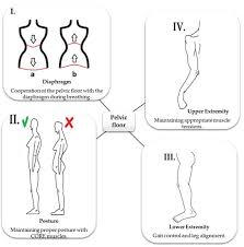 female pelvic floor