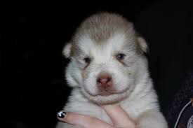 This can be a dangerous and costly mistake if the website turns out to be a scam or puppy mill. Alaskan Malamute For Sale Oregon