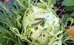 how to control insect pests in your