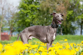 The italian greyhound has a very beautiful coat that consists of short and fine hair. Best Dog Food For A Senior Italian Greyhound Spot And Tango