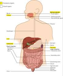 23 1 Overview Of The Digestive System Anatomy Physiology