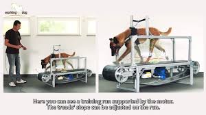 dog walking machine to keep dogs fit at