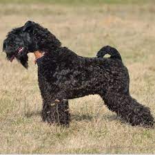 As kerry blue terriers mature into adulthood, be sure to keep clear. Kerry Blue Terrier Puppies For Sale Adoptapet Com