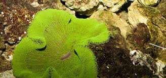 carpet anemone care tropical fish