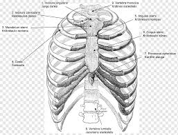 Check spelling or type a new query. Gray S Anatomy Rib Cage Thoracic Cavity Thoracic Vertebrae Others Angle Sport Monochrome Png Pngwing