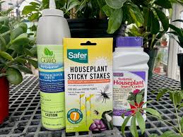 prevent and get rid of fungus gnats