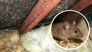 How To Get Rid Of Mice In The Attic 2022