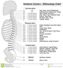 Spine Column Reflexology Chart Vertebrae Stock Vector
