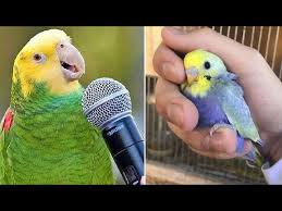 baby s funny parrots and cute
