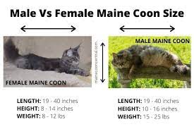 average weight of a maine cat