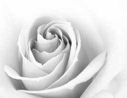 black and white rose images browse 1