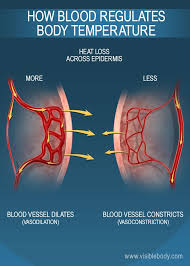 functions of the blood circulatory