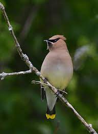 Cedar Waxwing Nestwatch