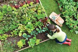 creating a flourishing vegetable garden