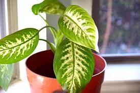 How To Clean Indoor Houseplants And