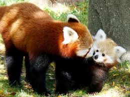 Animal groups and babies often have strange names. Barsey Rhododendron Sanctuary In Sikkim India Red Panda Baby Detroit Zoo Red Panda Cute