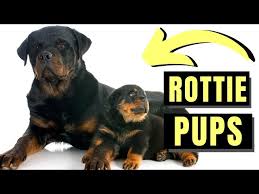 rottweiler puppy 7 things to know the