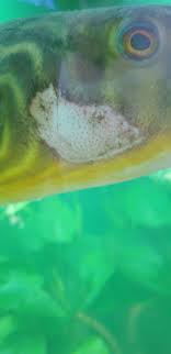 fish has white spot which is expanding