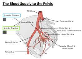 Maybe you would like to learn more about one of these? Anat 316 Lecture 22 The Neurovascular Supply To The Pelvis Flashcards Quizlet