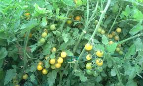 tomato fertilizer facts how to use