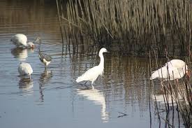 birds of moody gardens reflections