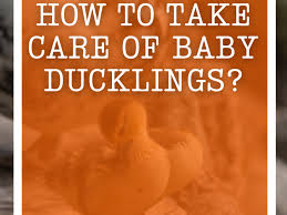 how to take care of baby ducklings