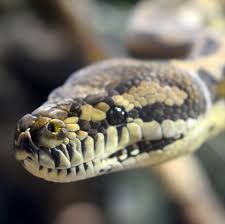 30 common snakes found in australia