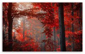 Red Forest Ultra Hd Desktop Background
