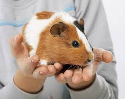 how to cut guinea pig nails 6 safest