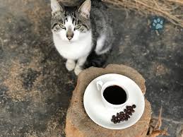why does my cat like coffee and is it