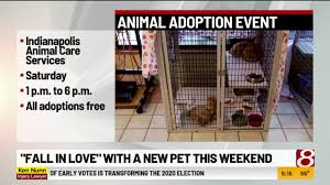 Advice on adopting a dog or puppy. Animal Adoption Event Pup Kin Patch Youtube