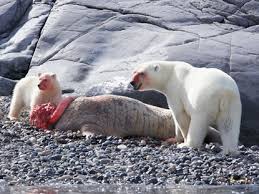 But ice bear you are cute. Polar Bears Ocean Connections