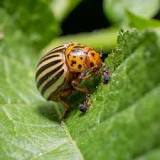 What is the best potato bug killer?