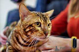 Transport costs are to be added to the selling price. Mating Bengal Cat In The City Of Minsk Belarus Price Negotiated Announcement 8972