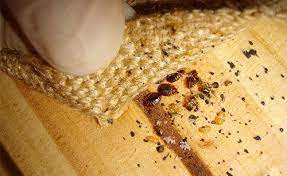 can bed bugs live in carpet pest