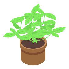 Basil Plant Pot Icon Isometric Vector