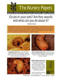 grubs in your pots are they weevils